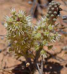 Ledebouria undulata