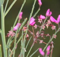 Indigofera filifolia