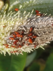 Oncopeltus fasciatus