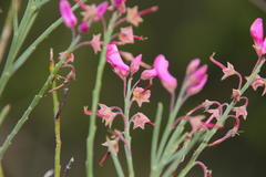 Indigofera filifolia