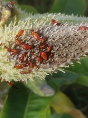 Oncopeltus fasciatus