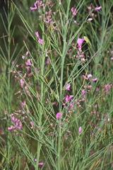 Indigofera filifolia