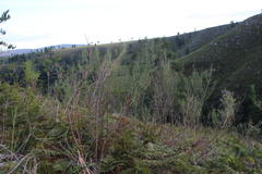 Indigofera filifolia