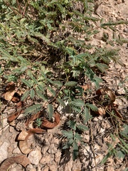 Hoffmannseggia drepanocarpa