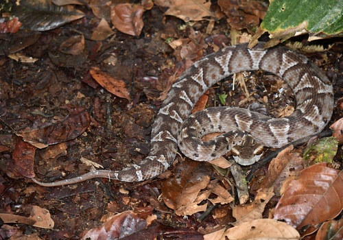 Photo of a Ecuadorian Toadhead (Bothrocophias campbelli)