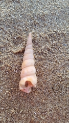 Turritellinella