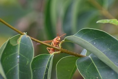 Polistes apachus