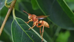Polistes apachus