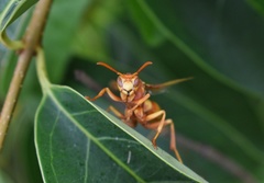 Polistes apachus