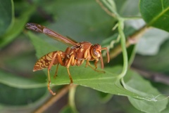 Polistes apachus