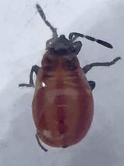 Lygaeus kalmii