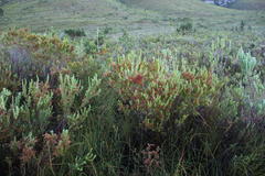 Erica curviflora curviflora