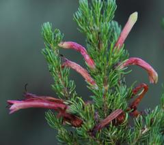 Erica curviflora curviflora