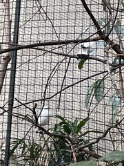 Leucopsar rothschildi