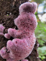 Hypochnella violacea