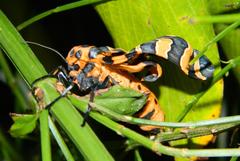 Amphicallia bellatrix