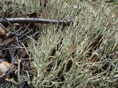 Cladonia amaurocraea