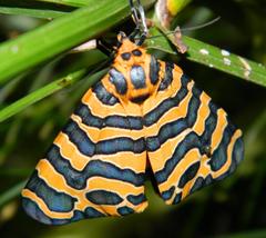 Amphicallia bellatrix