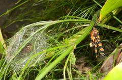 Amphicallia bellatrix