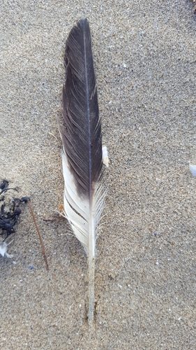 Plume de Avocette élégante