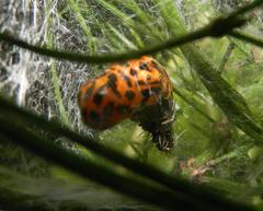 Amphicallia bellatrix