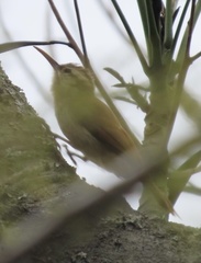 Lepidocolaptes angustirostris