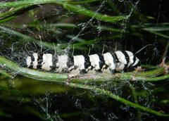 Amphicallia bellatrix