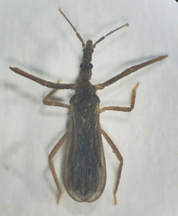 Enicocephalidae