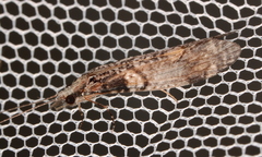 Triplectidinae