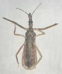 Enicocephalidae