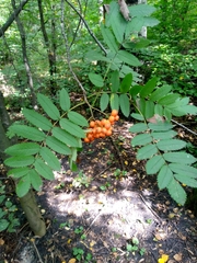 Sorbus aucuparia