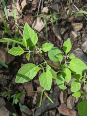 Physalis solanacea