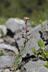 Aethionema saxatile saxatile