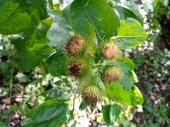 Arctium lappa