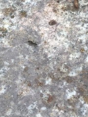 Ponerinae