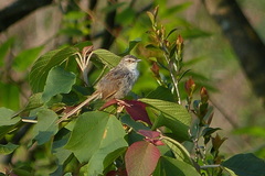 Prinia striata striata