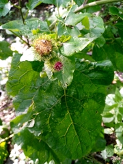 Arctium lappa