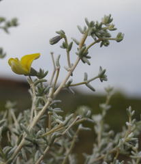 Aspalathus pedunculata