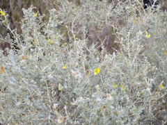 Aspalathus pedunculata