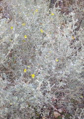 Aspalathus pedunculata