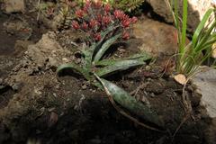 Ledebouria ensifolia