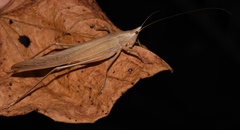 Neoconocephalus bivocatus