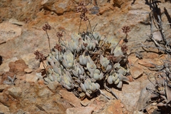 Crassula sericea