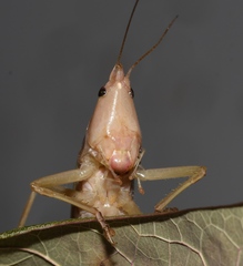 Neoconocephalus bivocatus