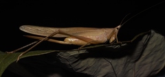 Neoconocephalus bivocatus