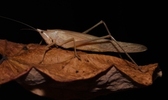 Neoconocephalus bivocatus