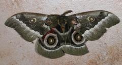 Gonimbrasia zambesina