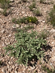 Acleisanthes diffusa