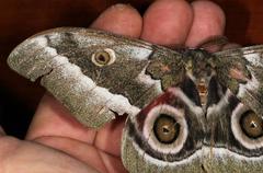 Gonimbrasia zambesina