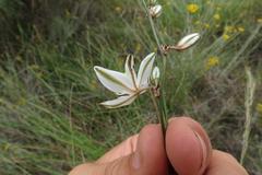 Chlorophytum capense